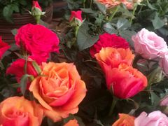 -金陵花卉交易市场