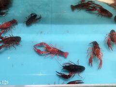 -五缘湾凯悦酒店·悦饗中餐厅