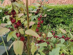 -广州神农草堂中医药博物馆