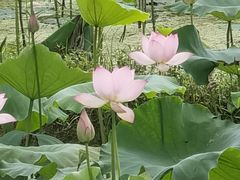-红山村