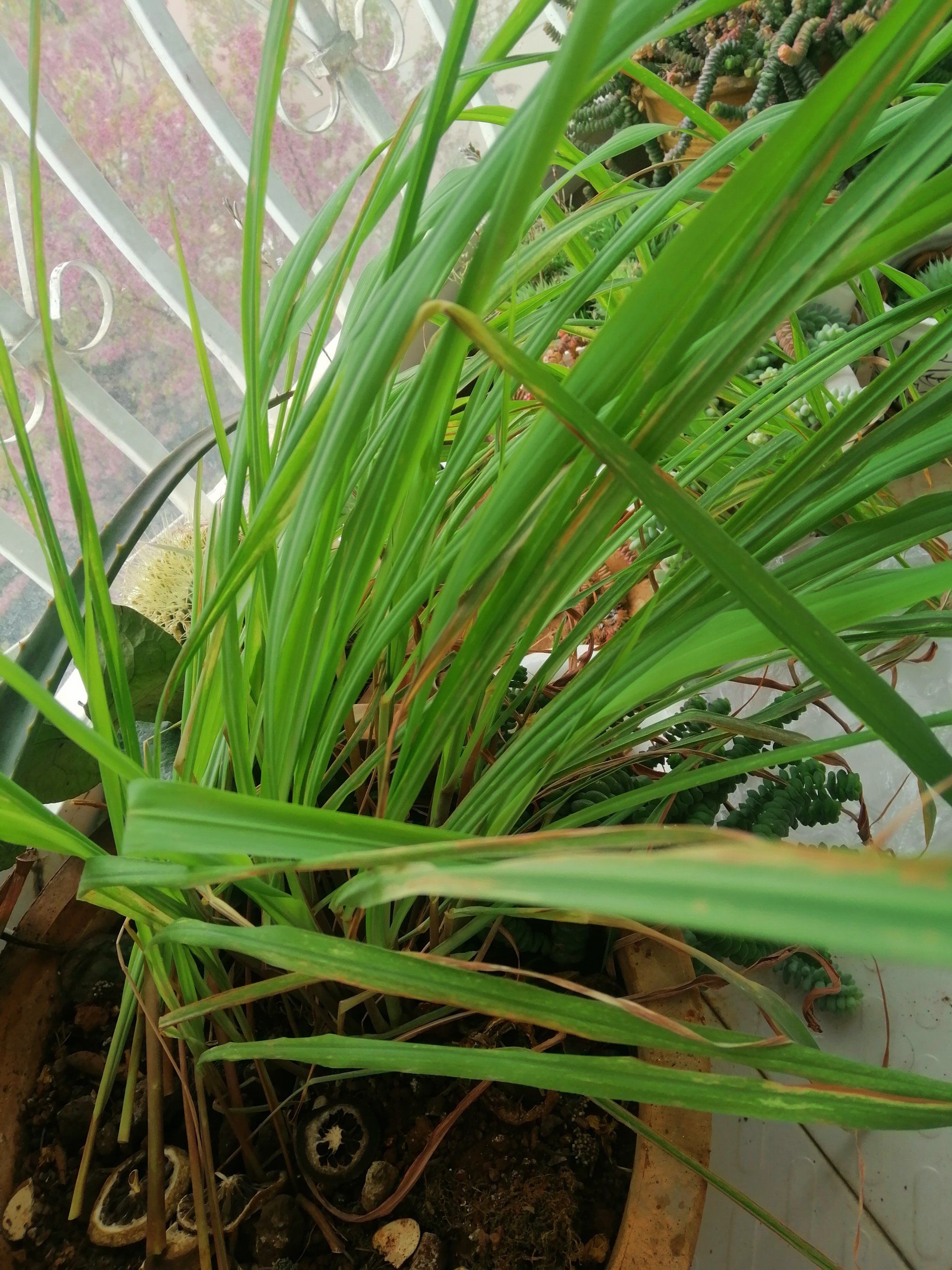 生命的嫩芽成长的喜悦好开心呀我的香毛草又收割