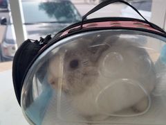 -北京观赏动物医院·24小时大型综合·猫专科·异宠专科