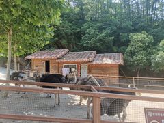 -栾川竹海野生动物园