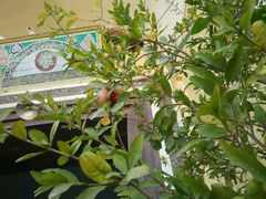 -艾提尕尔清真寺