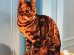 -遇见羊驼·奶狗咖·布偶猫咖·法斗柯基柴犬阿拉斯加(春熙路太古里IFS店)