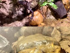 -正佳雨林生态植物园