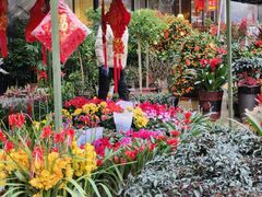 -桂林市花鸟市场