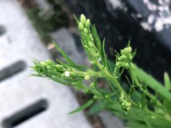 -文建中学羽毛球馆