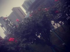-钱江新城灯光秀