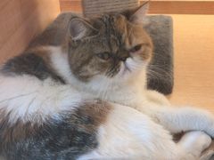 -Pets First伊珊娜洗护·精致美容·家庭式寄养(新会路店)