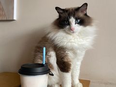 -有猫儿腻咖啡厅.猫咖