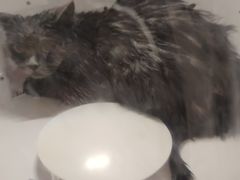 -喵百万·布偶·蓝金金渐层英短·猫舍(百子湾店)