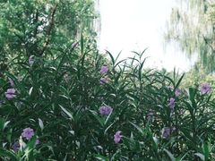 -昆山城市生态森林公园