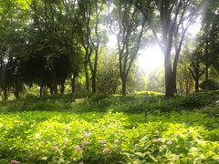 -金银湖国家城市湿地公园