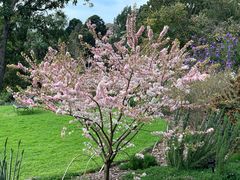 -墨尔本皇家植物园