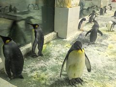 -大连圣亚海洋世界