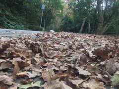 -黔灵山公园