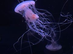 -北京海洋馆