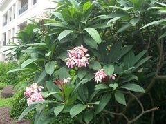 android_upload_pic-深圳麒麟山庄