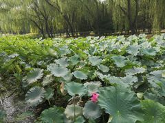 -古塔公园