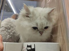 -屋虎猫馆(宝安大仟里店)