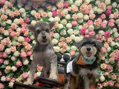 -百好乐宠物友好餐厅(朝外大街店)