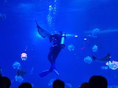 -烟台海昌鲸鲨海洋公园