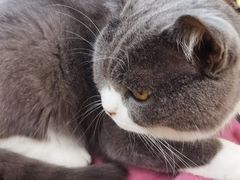 -绒爪撸猫下午茶·猫咖