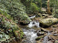 -莫里热带雨林景区