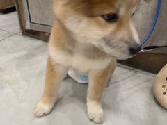 -安安宠医宠物医院·异宠·犬猫内科(岳阳分院)