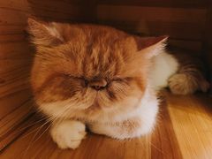 -more than meow吴止猫主题餐厅(承德 中船汇店)