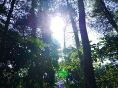 -铁山坪森林公园