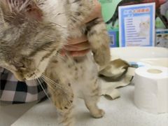 -安安宠医·臻爱宠物医院·宠保定点(营门口路分院)