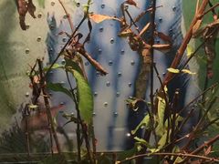 -上海大自然野生昆虫馆(东方明珠·爬宠昆虫探索中心)