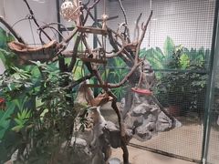 -上海大自然野生昆虫馆(东方明珠·爬宠昆虫探索中心)