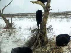 -黑瞎子岛探秘野熊园