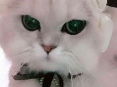 -十年猫舍·猫咪专门店(普陀店)