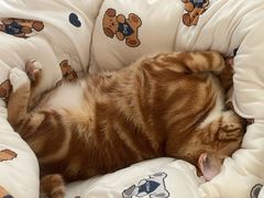 -乐琪宠物医院·犬猫专科·骨外科·急重症