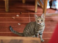 -香猪美食(中心店)