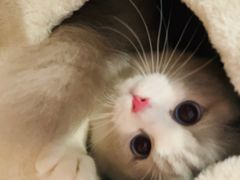 -Bastet sally猫舍购宠(静安店)