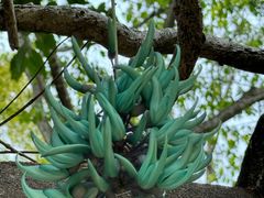 -中国科学院西双版纳热带植物园