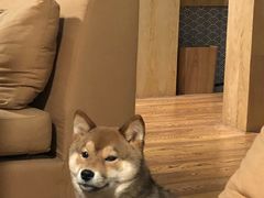 -柴务处·柴犬主题狗咖