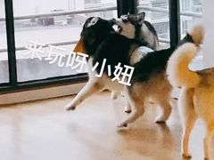 -Husky Go! 哈士奇体验馆·宠物咖啡厅狗咖
