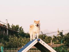-趣玩宠物乐园寄养训犬训狗游泳池