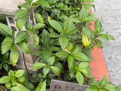 -广州神农草堂中医药博物馆