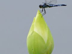 -国家植物园南园