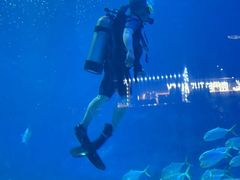 -烟台海昌鲸鲨海洋公园