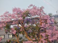 -成都市活水公园