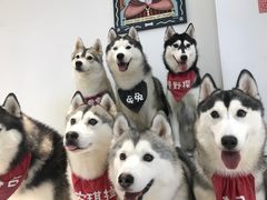 -Husky Go!哈士奇体验馆·宠物咖啡厅狗咖