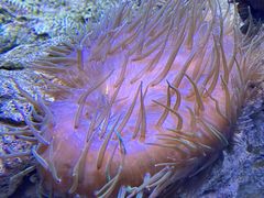 -西雅图水族馆